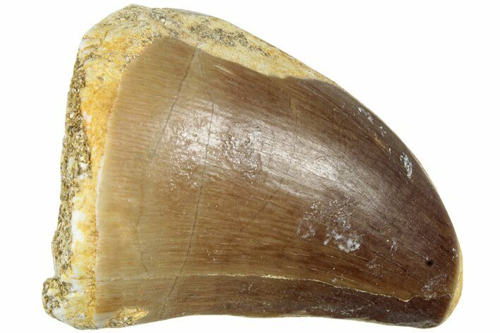 Fossil Mosasaur (Prognathodon) Tooth - Morocco #226685